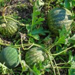 The melon plant.