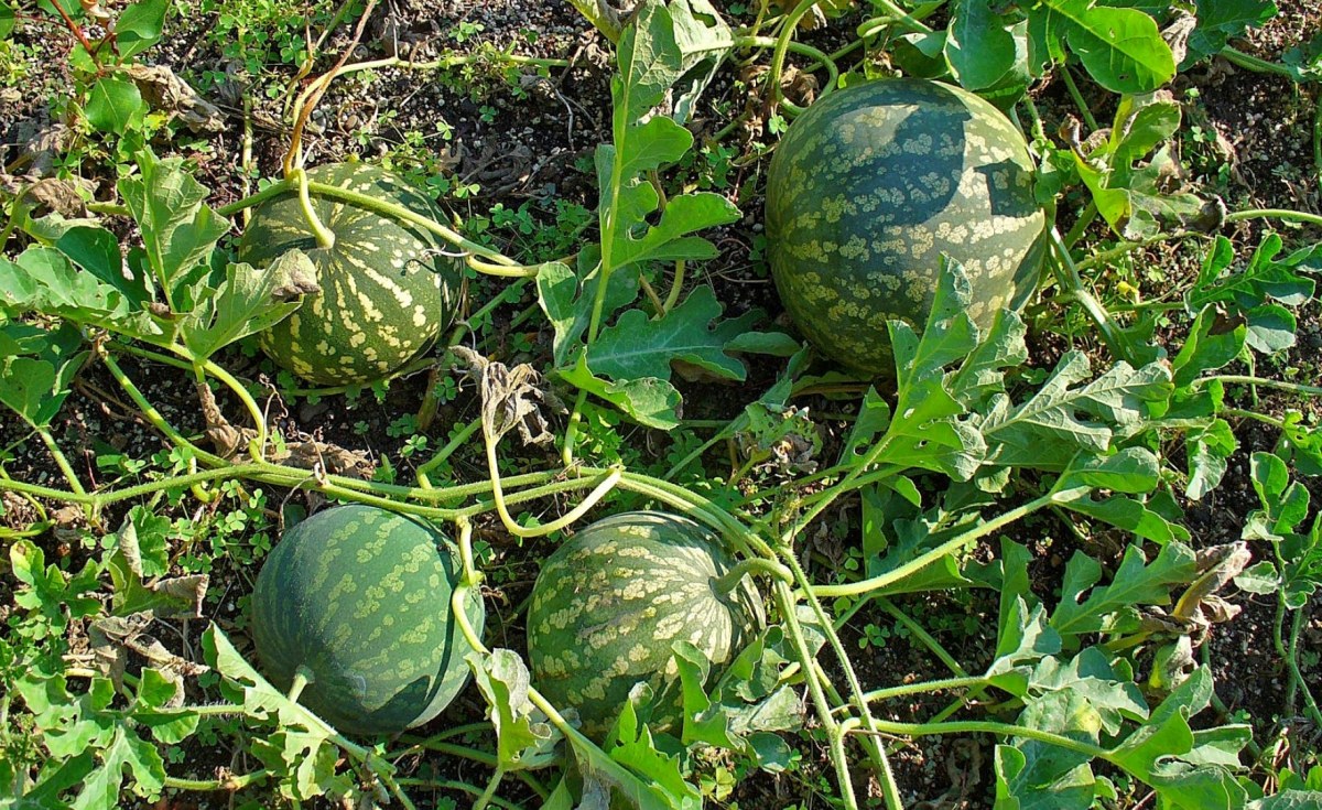 The melon plant.
