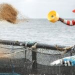 As resistant bacteria spreads, Nigeria targets antibiotic misuse in fisheries