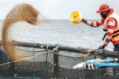 As resistant bacteria spreads, Nigeria targets antibiotic misuse in fisheries