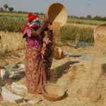 Two women farmers harvesting wheat in Kano, Nigeria. Credit: Flickr
