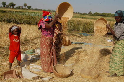 Two women farmers harvesting wheat in Kano, Nigeria. Credit: Flickr