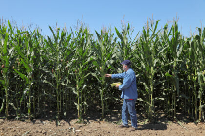 Maize plants produced from GMOs in South Africa. Credit: Getty Images