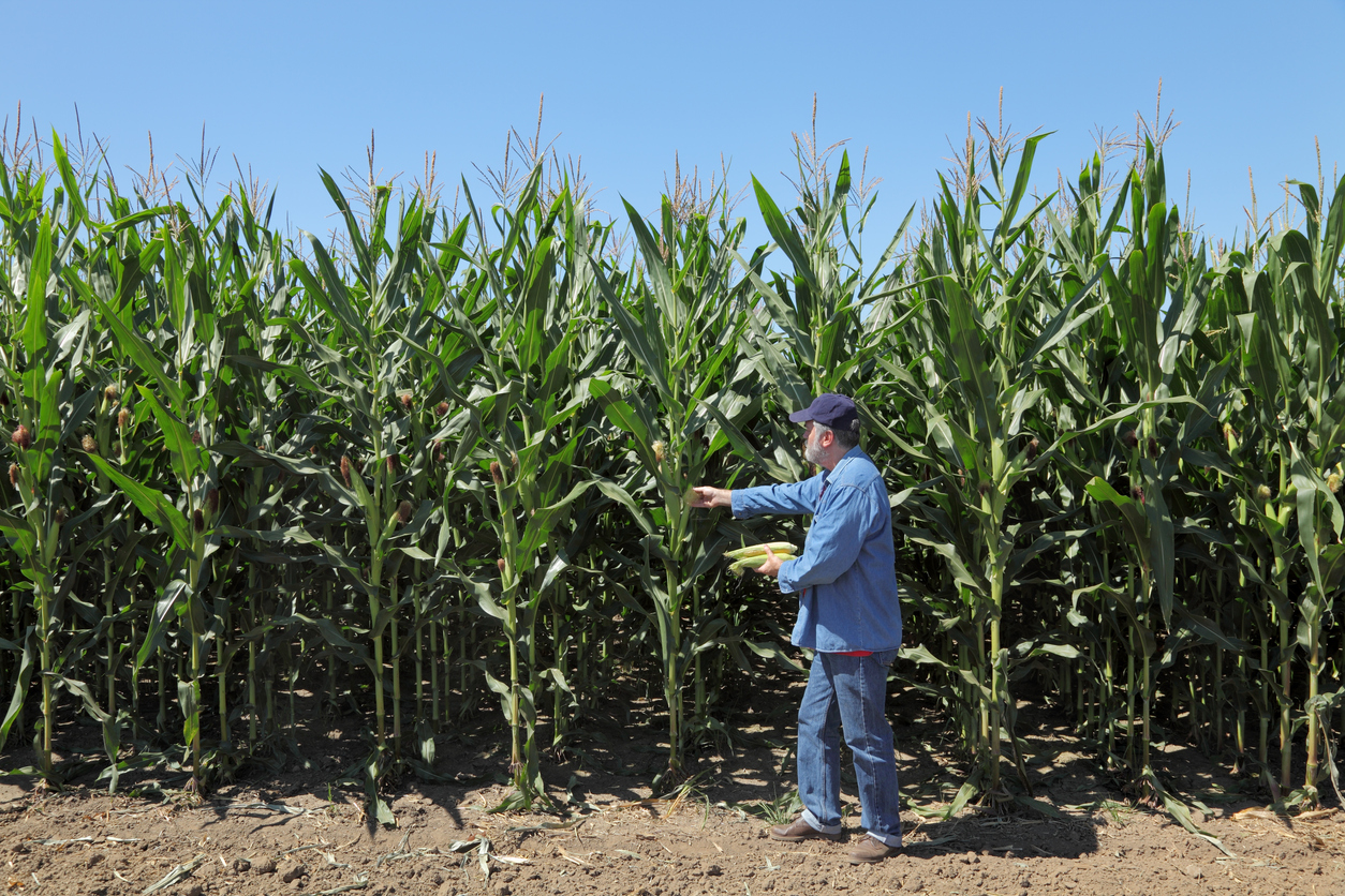 Maize plants produced from GMOs in South Africa. Credit: Getty Images