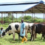 Nigeria's livestock economy takes centre stage in food-security drive. Credit: ICIR Nigeria