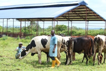 Nigeria's livestock economy takes centre stage in food-security drive. Credit: ICIR Nigeria