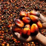 Nigeria wants its palm oil crown back—what will it take?