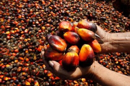 Nigeria wants its palm oil crown back—what will it take?