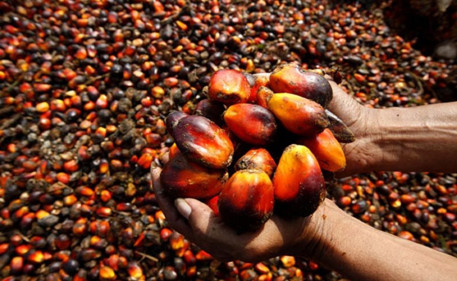 Nigeria wants its palm oil crown back—what will it take?