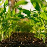 Bauchi bets on regenerative farming to tackle climate shocks