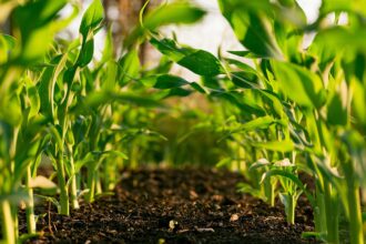 Bauchi bets on regenerative farming to tackle climate shocks