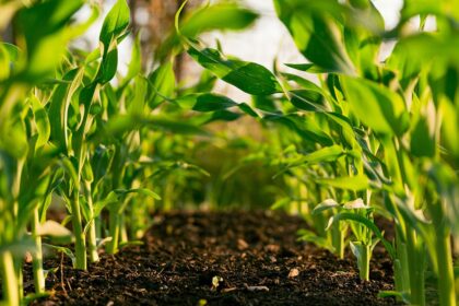 Bauchi bets on regenerative farming to tackle climate shocks