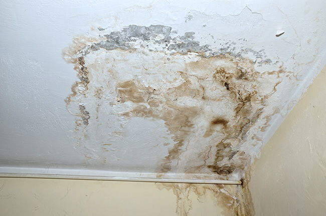 A damp white ceiling. Image: sourced from web