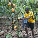 Can Ondo meet EU green standards without sacrificing its cocoa farmers?