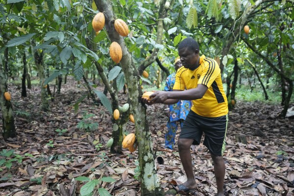 Can Ondo meet EU green standards without sacrificing its cocoa farmers?