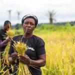 A new digital registry could curb leakages in Nigeria's agriculture