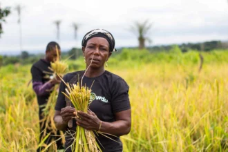 A new digital registry could curb leakages in Nigeria's agriculture