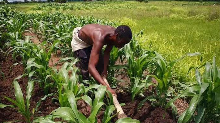 Kano's blueprint for fixing Nigeria's post-harvest losses.