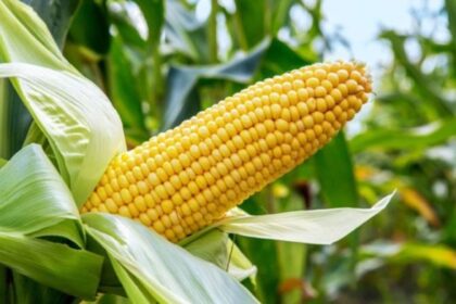 Nigeria's race to protect its farmers from climate shocks