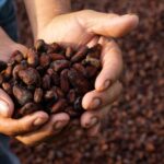 Can Ondo’s Tree-Planting Drive Secure a Sustainable Cocoa Future