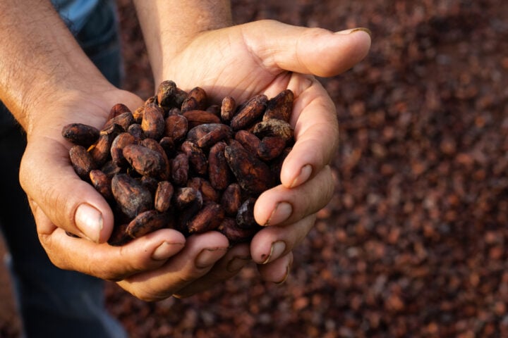 Can Ondo’s Tree-Planting Drive Secure a Sustainable Cocoa Future