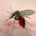 The sandfly, which spreads the parasitic disease visceral leishmaniasis, feeds on human blood. Credit: web image