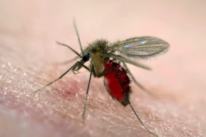 The sandfly, which spreads the parasitic disease visceral leishmaniasis, feeds on human blood. Credit: web image