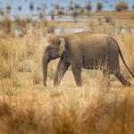 The Dierenpark Amersfoort Wildlife Fund