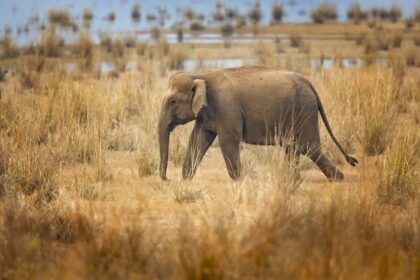 The Dierenpark Amersfoort Wildlife Fund
