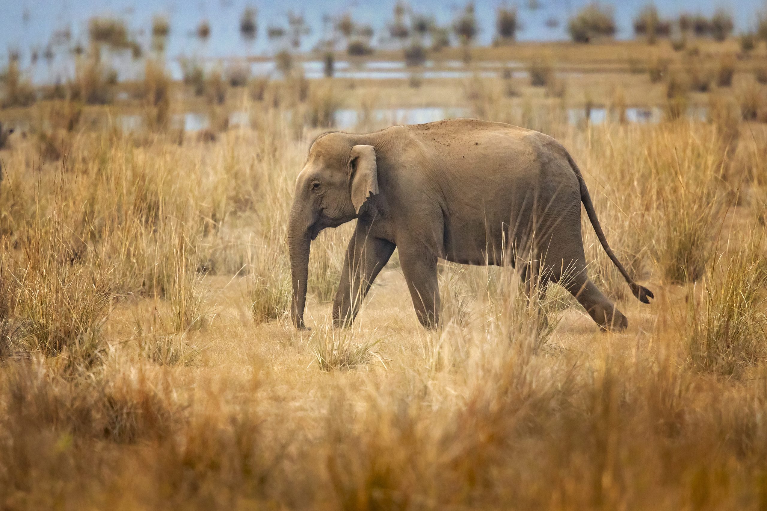 The Dierenpark Amersfoort Wildlife Fund