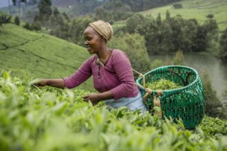 2026 SNAPP grants now open