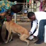 A veterinary doctor injects a dog in an anti-rabies vaccine campaign. Credit: Shutterstock