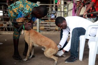 A veterinary doctor injects a dog in an anti-rabies vaccine campaign. Credit: Shutterstock