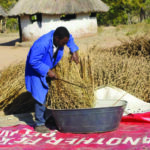 Export dreams take root in Adamawa's farms