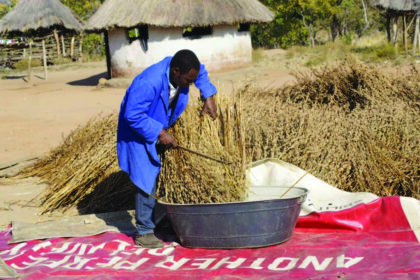 Export dreams take root in Adamawa's farms