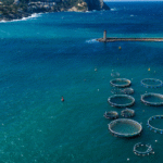 $10,000 Blue Food Fellowship to support sustainable food systems