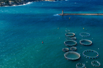 $10,000 Blue Food Fellowship to support sustainable food systems