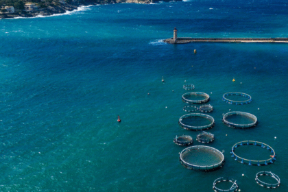 $10,000 Blue Food Fellowship to support sustainable food systems