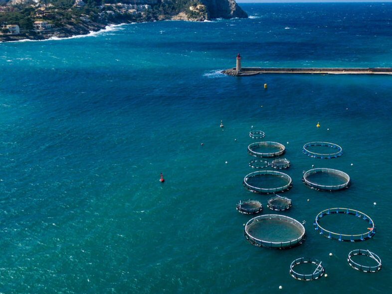 $10,000 Blue Food Fellowship to support sustainable food systems