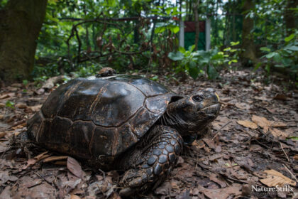 Asian Giant Tortoise. Credit: Holohil