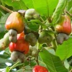 A cashew tree. Credit: web image