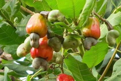 A cashew tree. Credit: web image