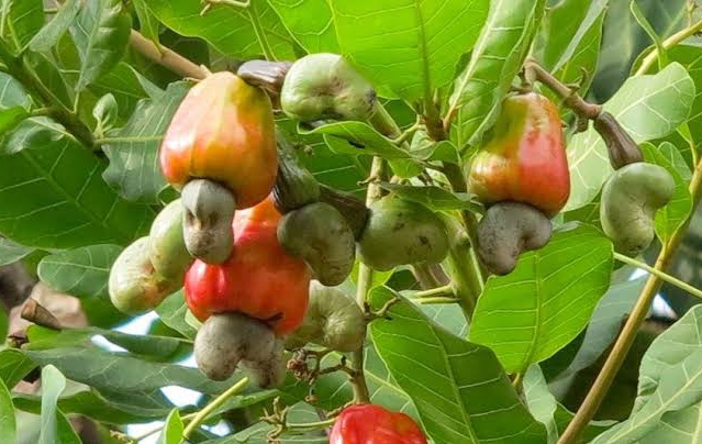 A cashew tree. Credit: web image