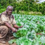 Nigeria's agriculture needs real-time farmer data