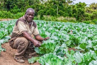 Nigeria's agriculture needs real-time farmer data