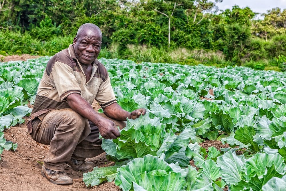 Nigeria's agriculture needs real-time farmer data