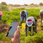 why Nigeria's farm advisory needs more than new seeds