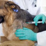 Dog vaccination protect both animals and human beings