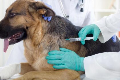 Dog vaccination protect both animals and human beings