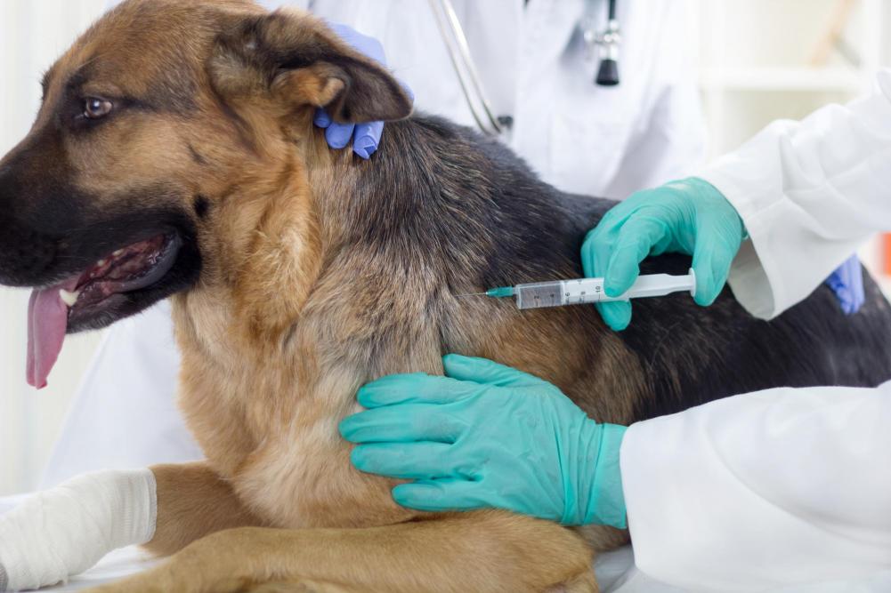 Dog vaccination protect both animals and human beings